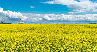 Canola field