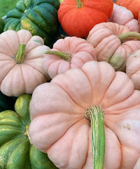 Pink pumpkins