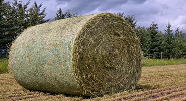 Hay bale