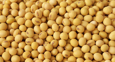 Soybeans