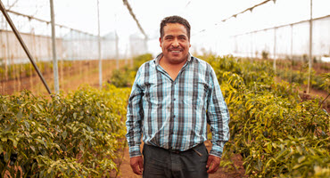 Farm worker in greenhouse