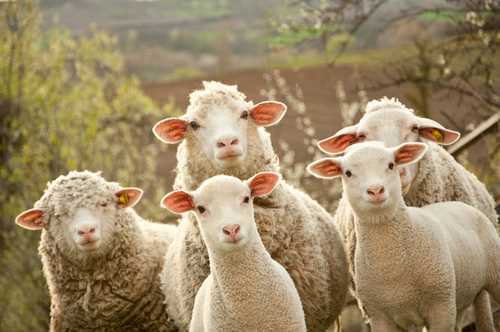 Sheep
