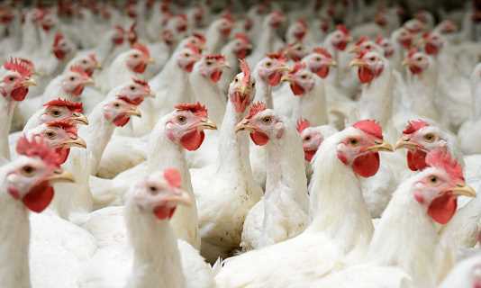 Chickens