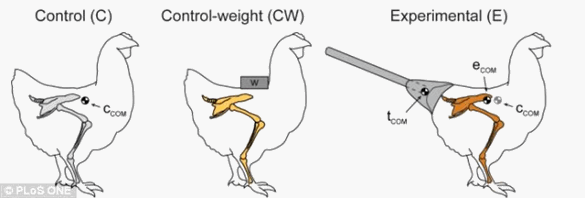 Chicken Dinosaur