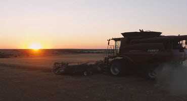 Wheat Harvest