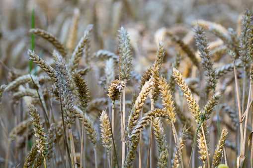 Wheat - Stamps