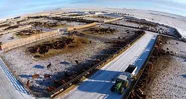 Alberta Cattle