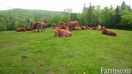 Beef farm in Carlow, N.B.: $325,000