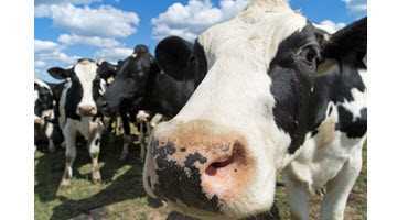 Until the Cows Come Home