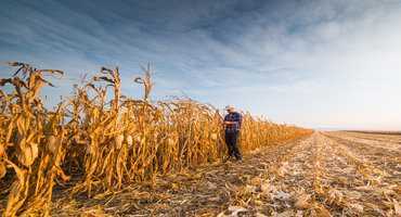5. DON Grain Corn Coverage