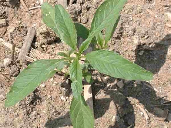 Waterhemp