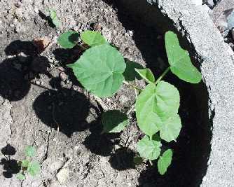 Velvetleaf