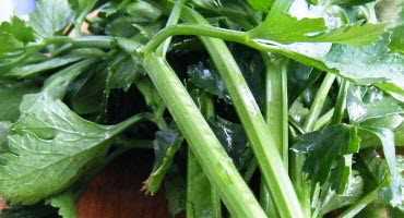 Celery