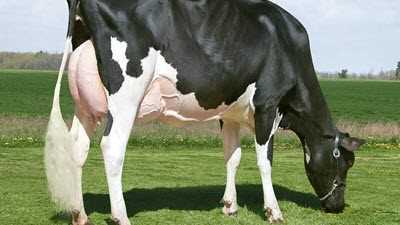 Expensive Dairy Cow