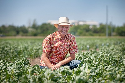 New USask research has potential to make fava beans a new favourite from farm to fork