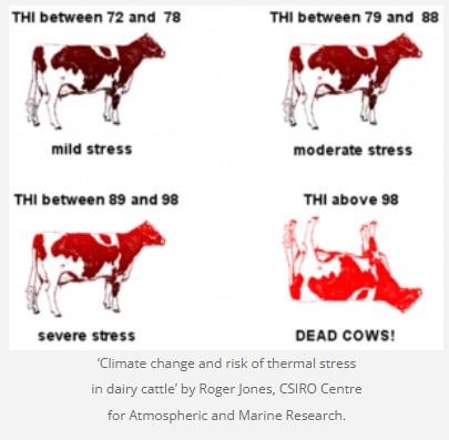 Understanding Heat Stress in Cattle | Farms.com