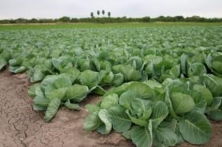 Cabbage fields around Weslaco. 