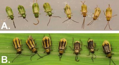 Corn Rootworm Adults Are Active in South Dakota