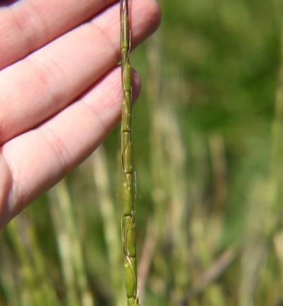 World of Weeds: Jointed goatgrass (Aegilops cylindrica) | Farms.com