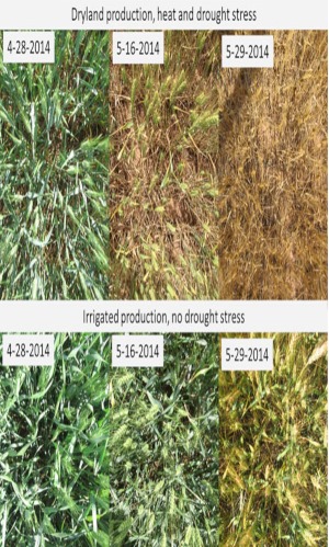 Figure 3. Interaction of heat and drought stress on wheat canopy coverage and leaf area progression between late April and late May (heading through grain filling and maturity stages). 