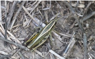 Figure 1. Two-striped grasshopper adult. Courtesy: Adam Varenhorst