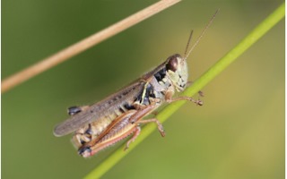 Figure 2. Redlegged grasshopper adult. Courtesy: Adam Varenhorst