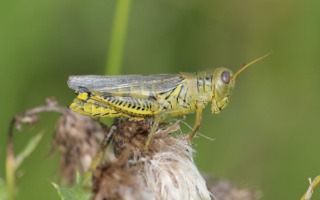 Figure 3. Differential grasshopper adult. Courtesy: Adam Varenhorst