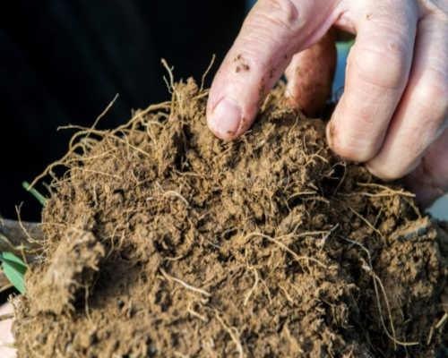 Roots and organic matter