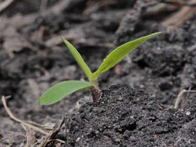 Large-seeded weeds