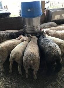 feeding lambs