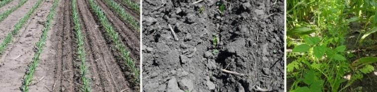 Cover crops interseeded