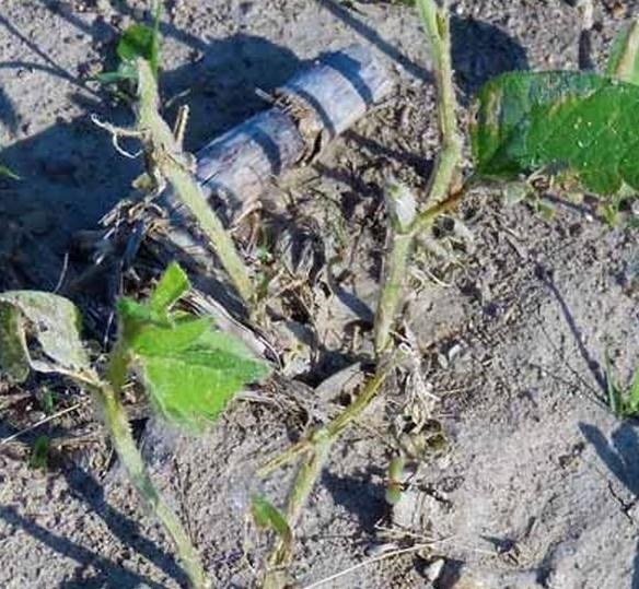 assessing_hail_damage_to_soybeans_in_the_early_vegetative_stages