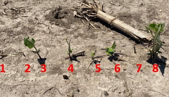 assessing_hail_damage_to_soybeans_in_the_early_vegetative_stages