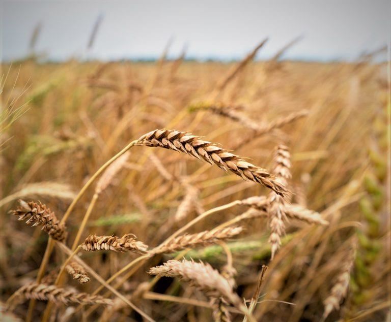 Many Texas grain producers are expected to graze wheat and follow with corn or cotton, but improved growing conditions and good prices could mean more farmers take their wheat to grain. (Texas A&M AgriLife photo by Laura McKenzie)