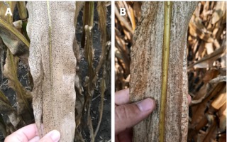 Tar spot produces distinct irregular-shaped raised spots that are scattered across the leaf surface (A); Saprophytic fungi that colonize dead corn leaf tissue have a fuzzy or out-of-focus appearance (B).