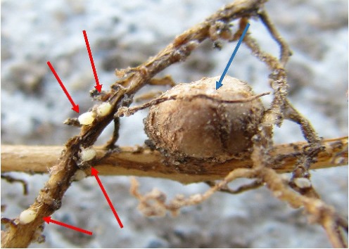 Larger Rhizobium nodule (blue arrow) and several white SCN females (red arrows) on neighboring roots. 