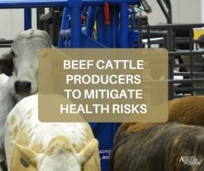 Beef Cattle Producers Must Be Vigilant To Mitigate Herd Health Risks