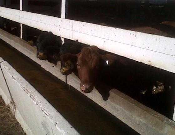 Crossbred cattle eating feed through a wooden neck rail. Courtesy of Dr. Tara Felix, Penn State.