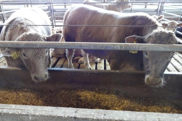 Charolais-based cattle eating feed through a cable and metal neck rail. Courtesy of Dr. Tara Felix, Penn State.