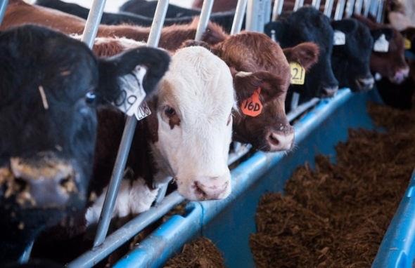Crossbred beef cattle eating feed through neckslants. Courtesy of Dr. Tara Felix, Penn State.