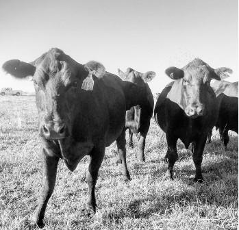 A Short Season? Managing Irrigated Pasture in a Drought Year