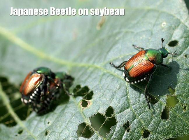 Japanese Beetle Info For WI Corn And Soybean Growers