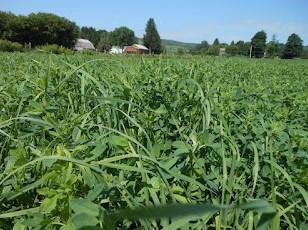 An alfalfa-meadow fescue mixture. Meadow fescue is a relatively new grass in MN, with good persistance and high fiber digestibility. 