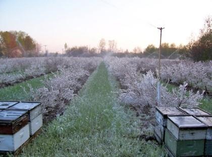 Overhead sprinklers in blueberry field.