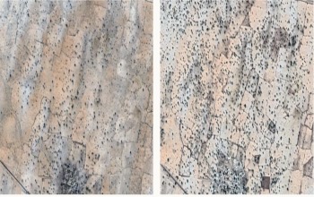 An aerial view shows tree cover on cropland in Senegal in 2002 (left) and in 2020 (right). GRAY TAPPAN / MAXAR TECHNOLOGIES