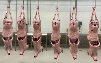 Photo 2: Ribbed lamb carcasses. Photo by Andrea Garmyn, MSU Extension.