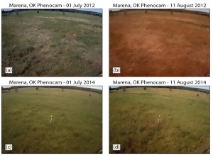 A patch of land shows the impacts of flash drought. The top pictures show how the 2012 drought, which began as a flash drought, affected the land after about a month of dry conditions. The bottom pictures show the same patch of land when it hasn't endured abrupt dry conditions.