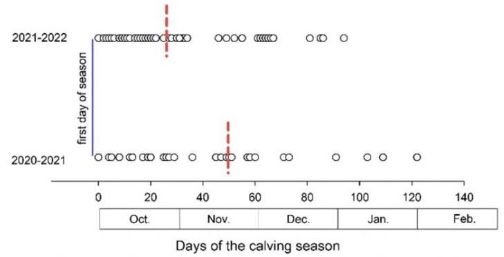 calving