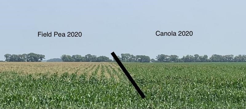 A corn field in Manitoba (2021) exhibiting two different stages of maturity