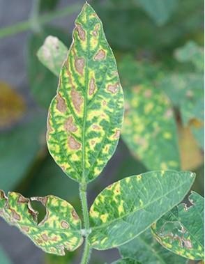 Use Social Media To Capture & Track Crop Diseases